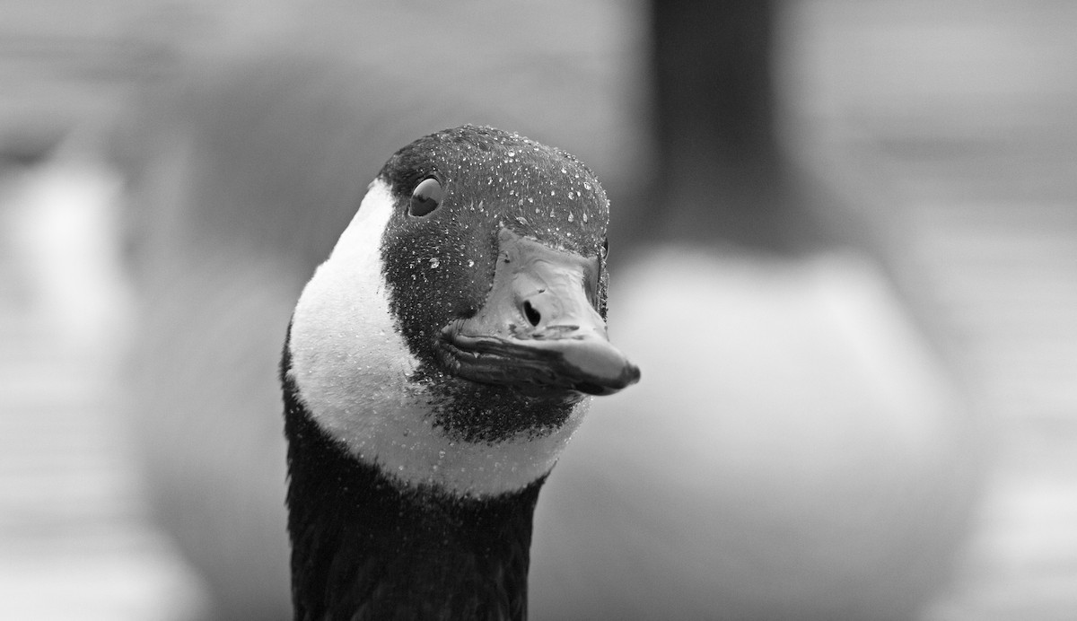 Kanadagans - ML647615710