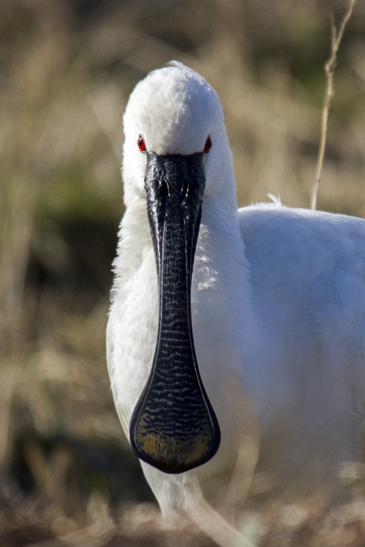 Косар білий - ML647615717