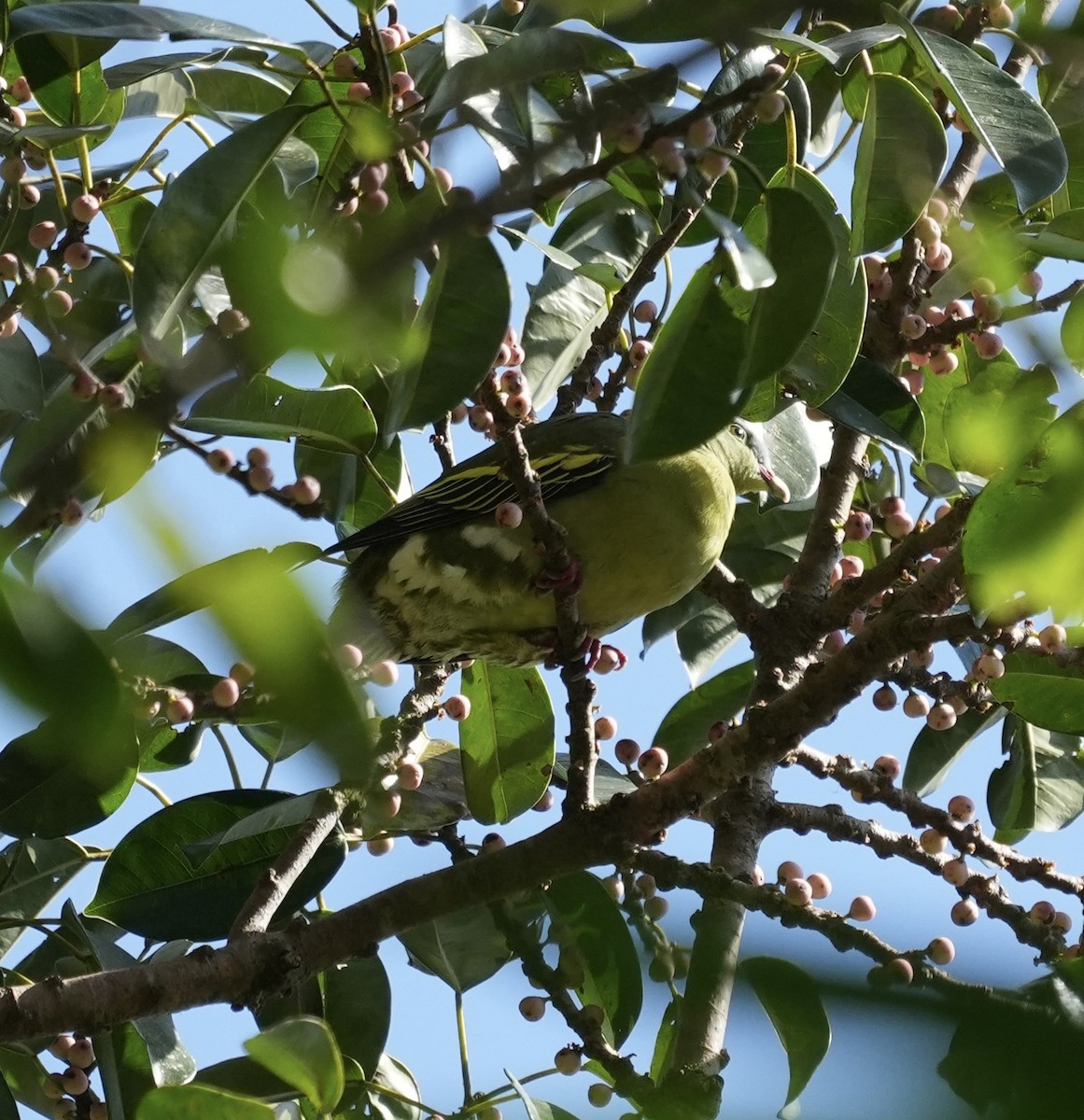 Thick-billed Green-Pigeon - ML647615718