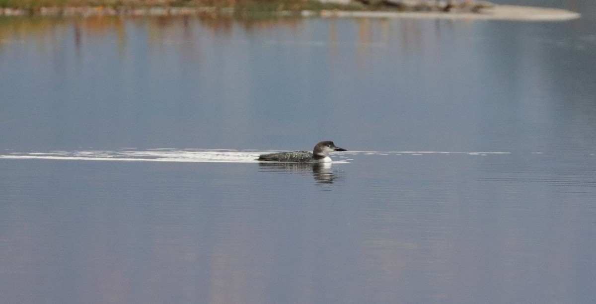 Common Loon - ML647615719