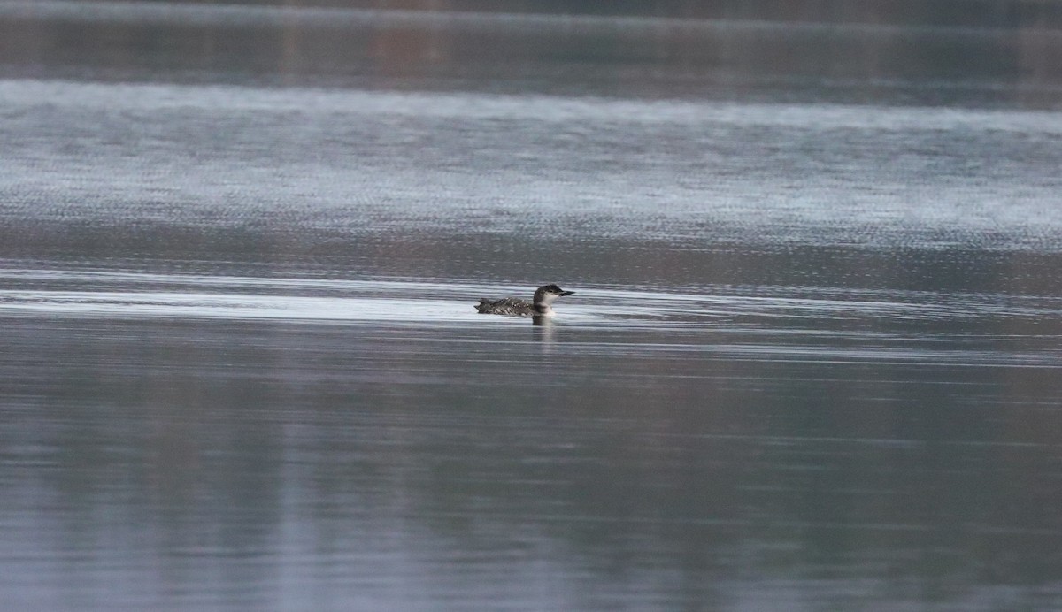 Common Loon - ML647615720
