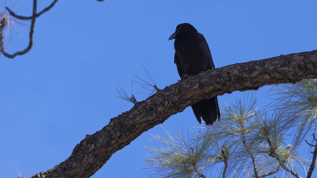 Common Raven - ML647615722
