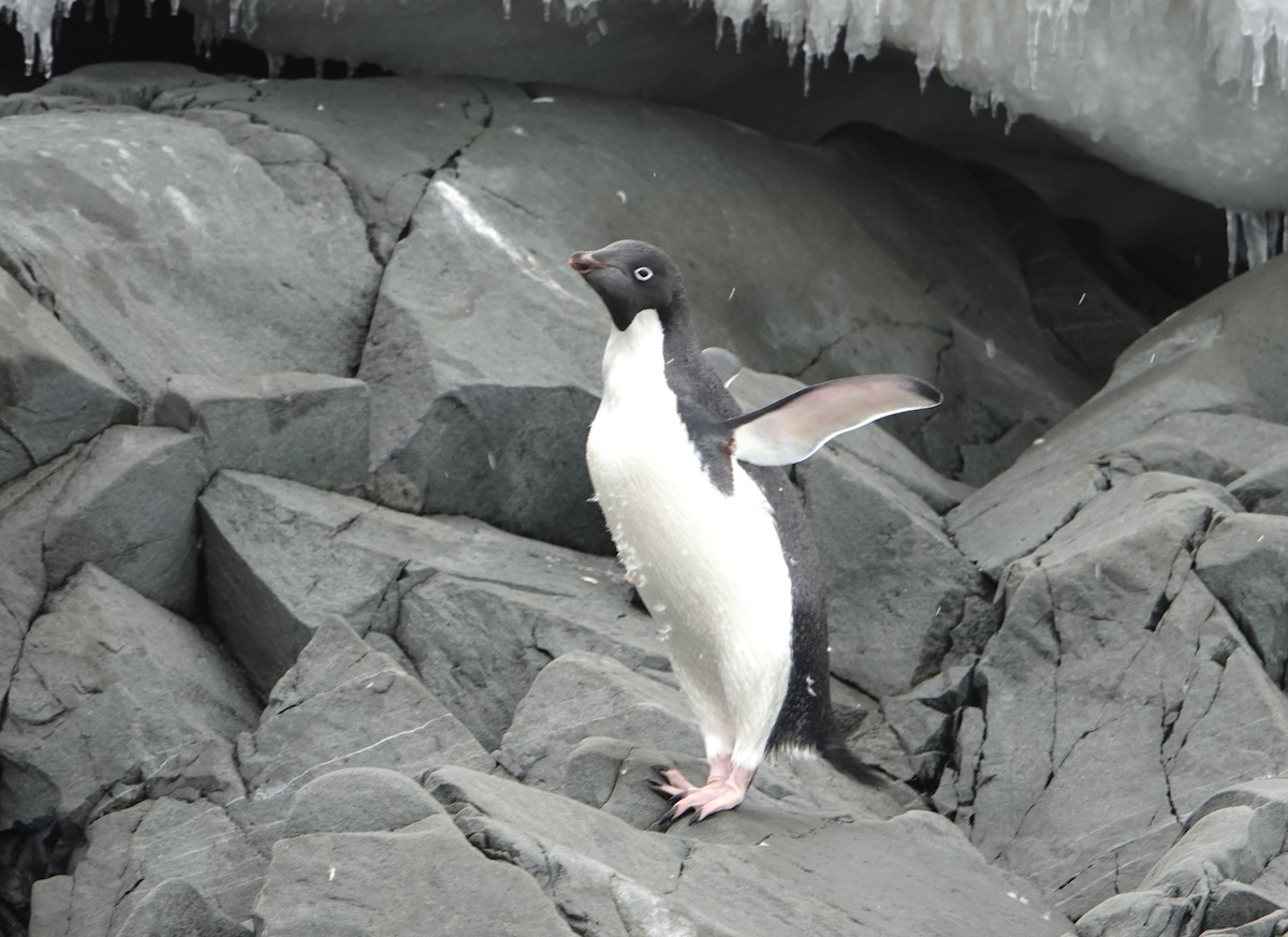 Adelie Penguin - ML647615742