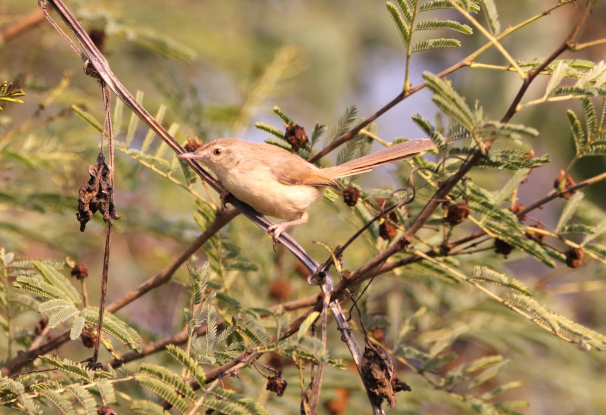 Prinia Sencilla - ML647615743