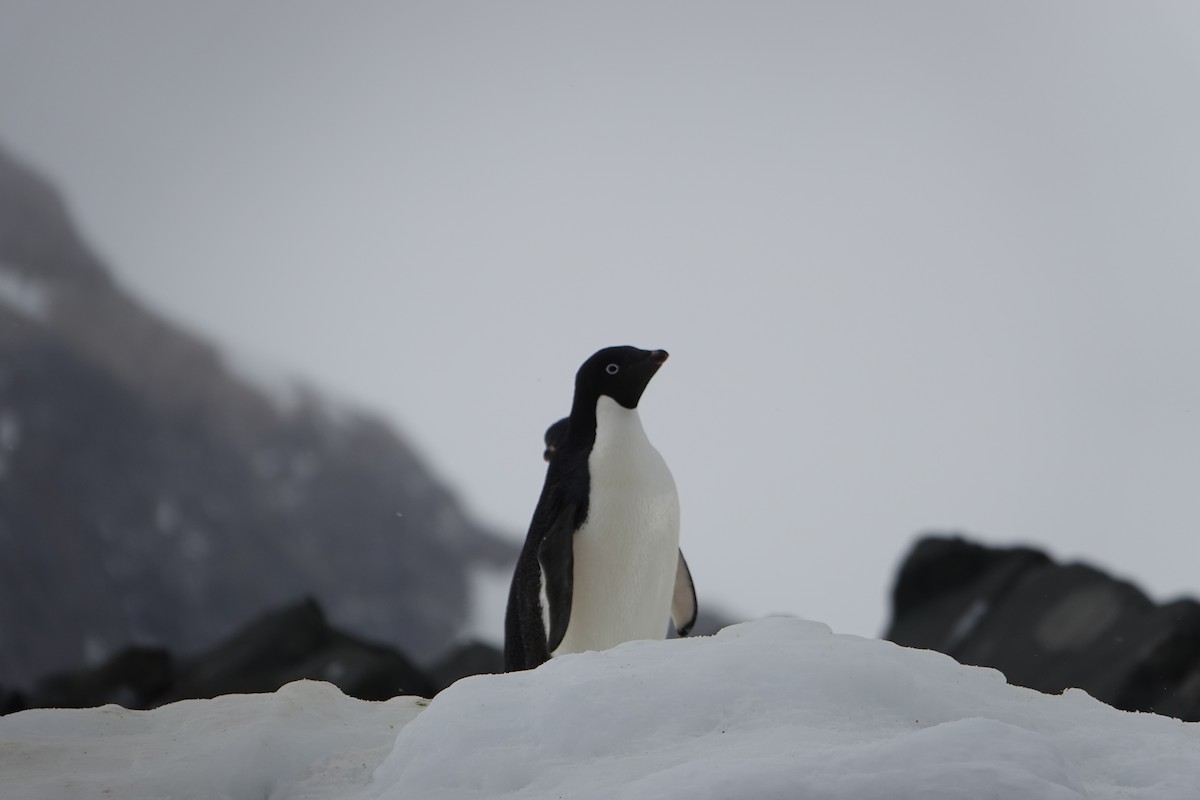 Adelie Penguin - ML647615745