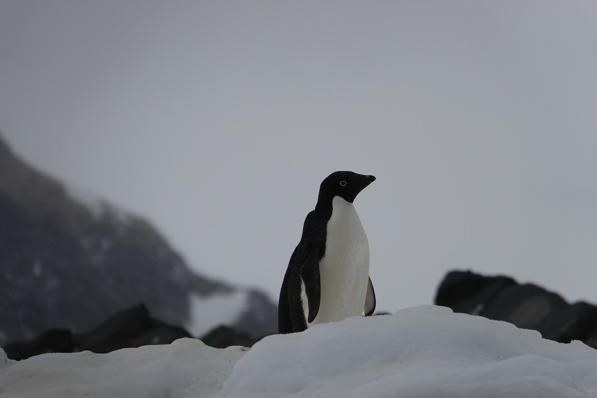 Adelie Penguin - ML647615746