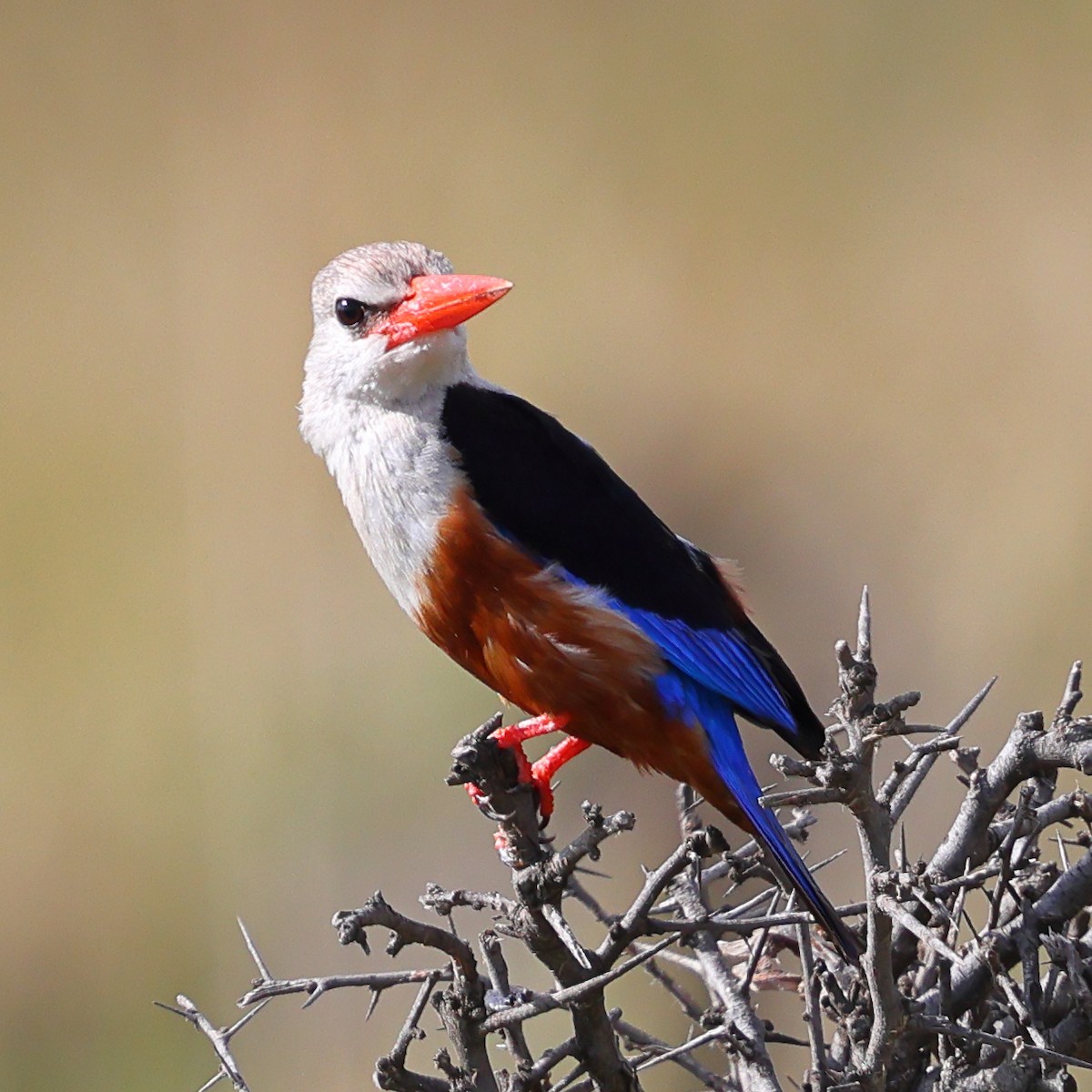 Gray-headed Kingfisher - ML647615747