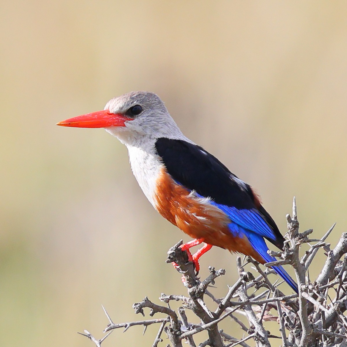 Gray-headed Kingfisher - ML647615748