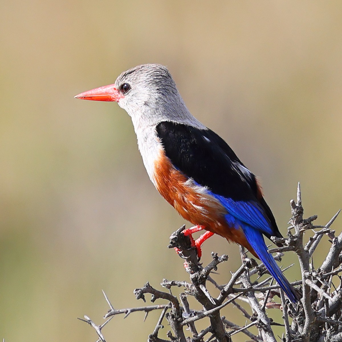 Gray-headed Kingfisher - ML647615749