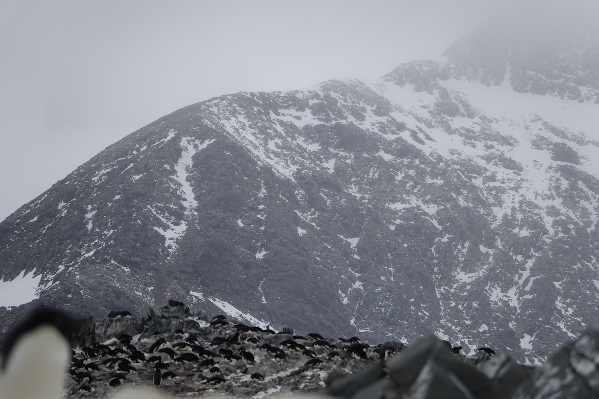 Adelie Penguin - ML647615750