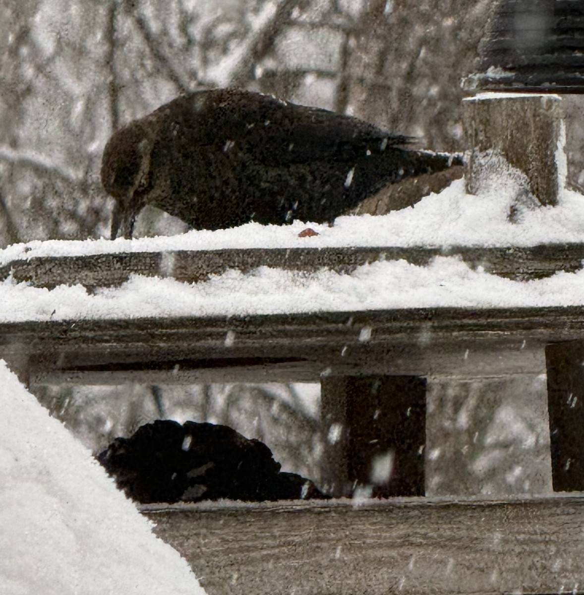 Rusty Blackbird - ML647615764
