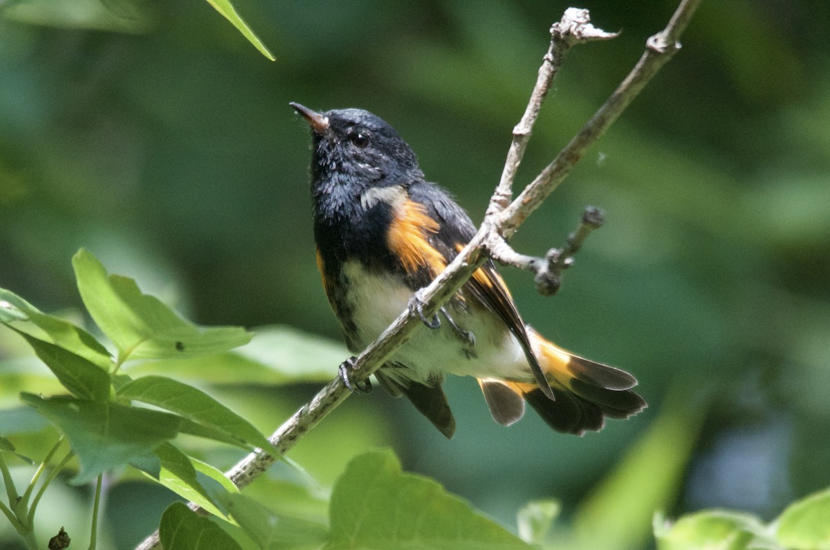 סבכון חכלילי - ML647615768