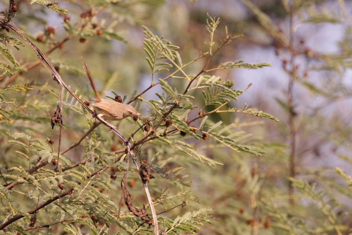 Prinia Sencilla - ML647615773