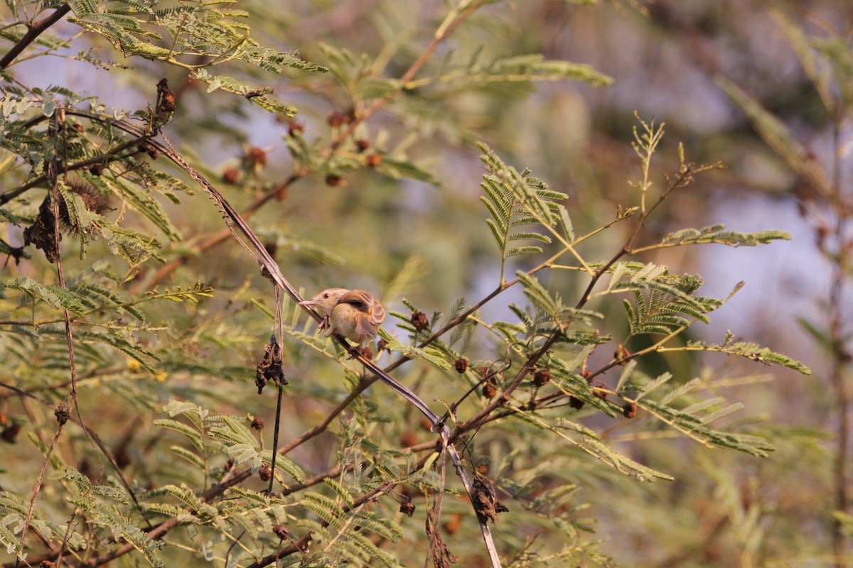 Prinia Sencilla - ML647615774