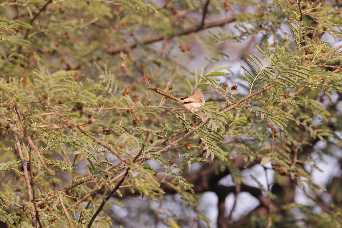 Prinia Sencilla - ML647615775