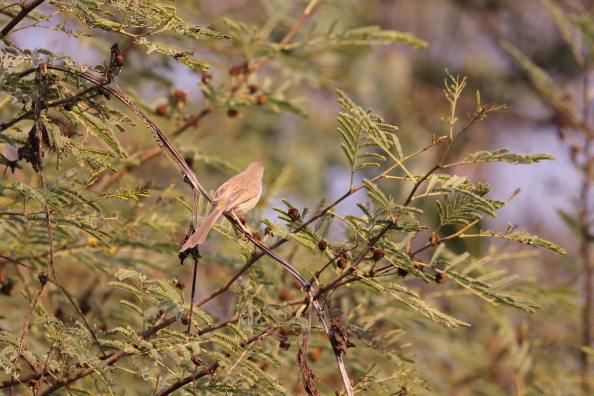 Prinia Sencilla - ML647615776