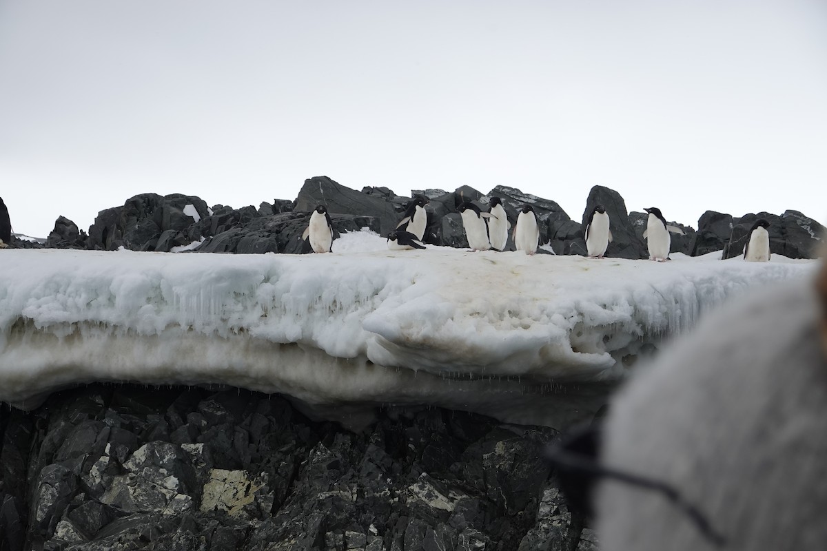 Adelie Penguin - ML647615783