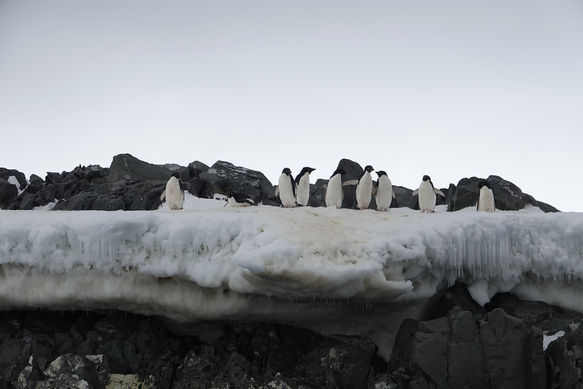 Adelie Penguin - ML647615784