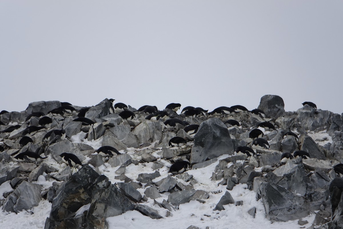 Adelie Penguin - ML647615785