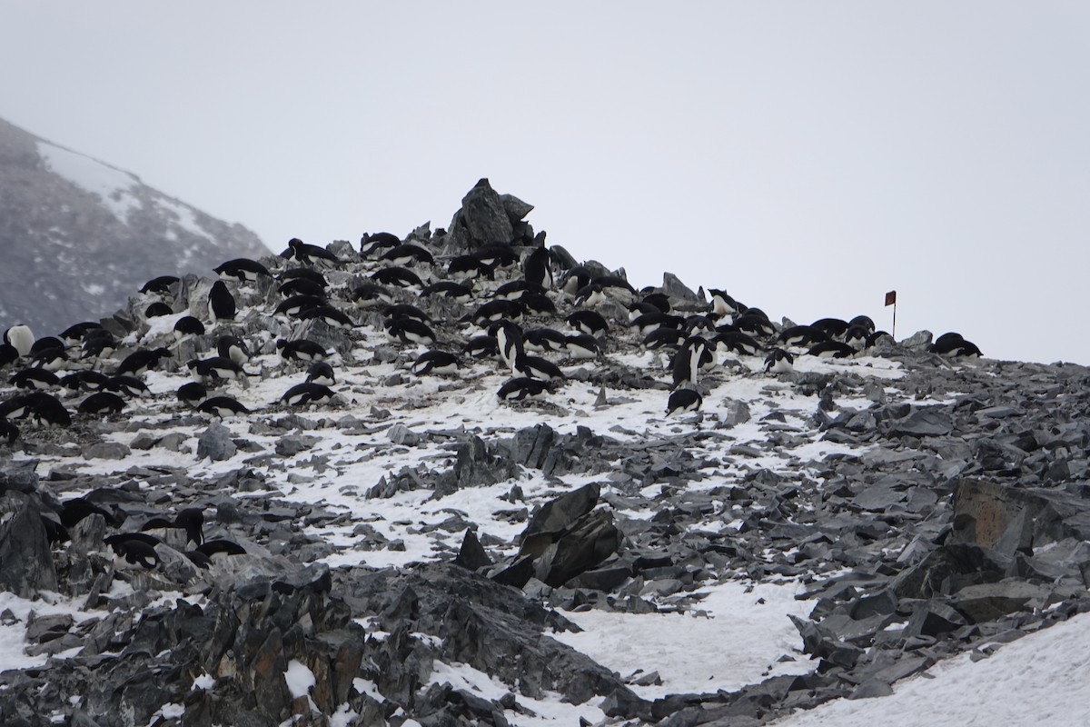 Adelie Penguin - ML647615787