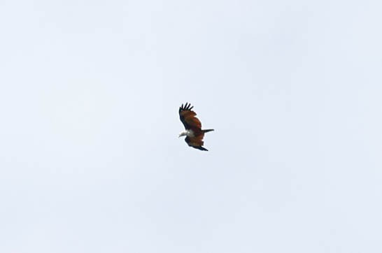 Браминский коршун - ML647615788