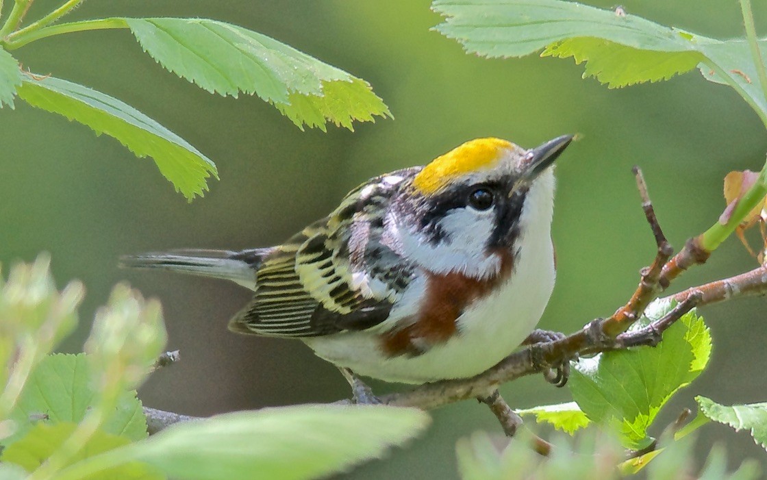 brunsideparula - ML647615791