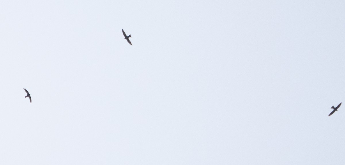 halsbåndseiler - ML647615799