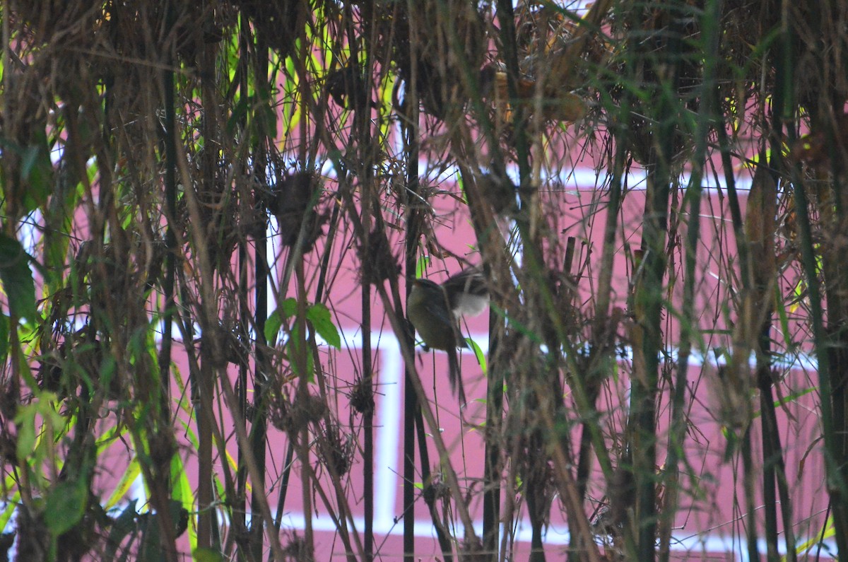 Aberrant Bush Warbler - ML647615825