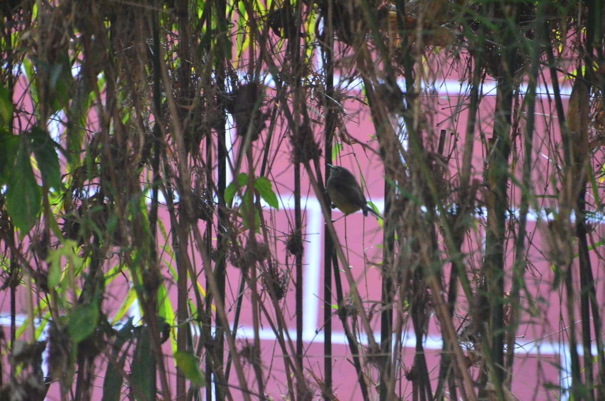 Aberrant Bush Warbler - ML647615826