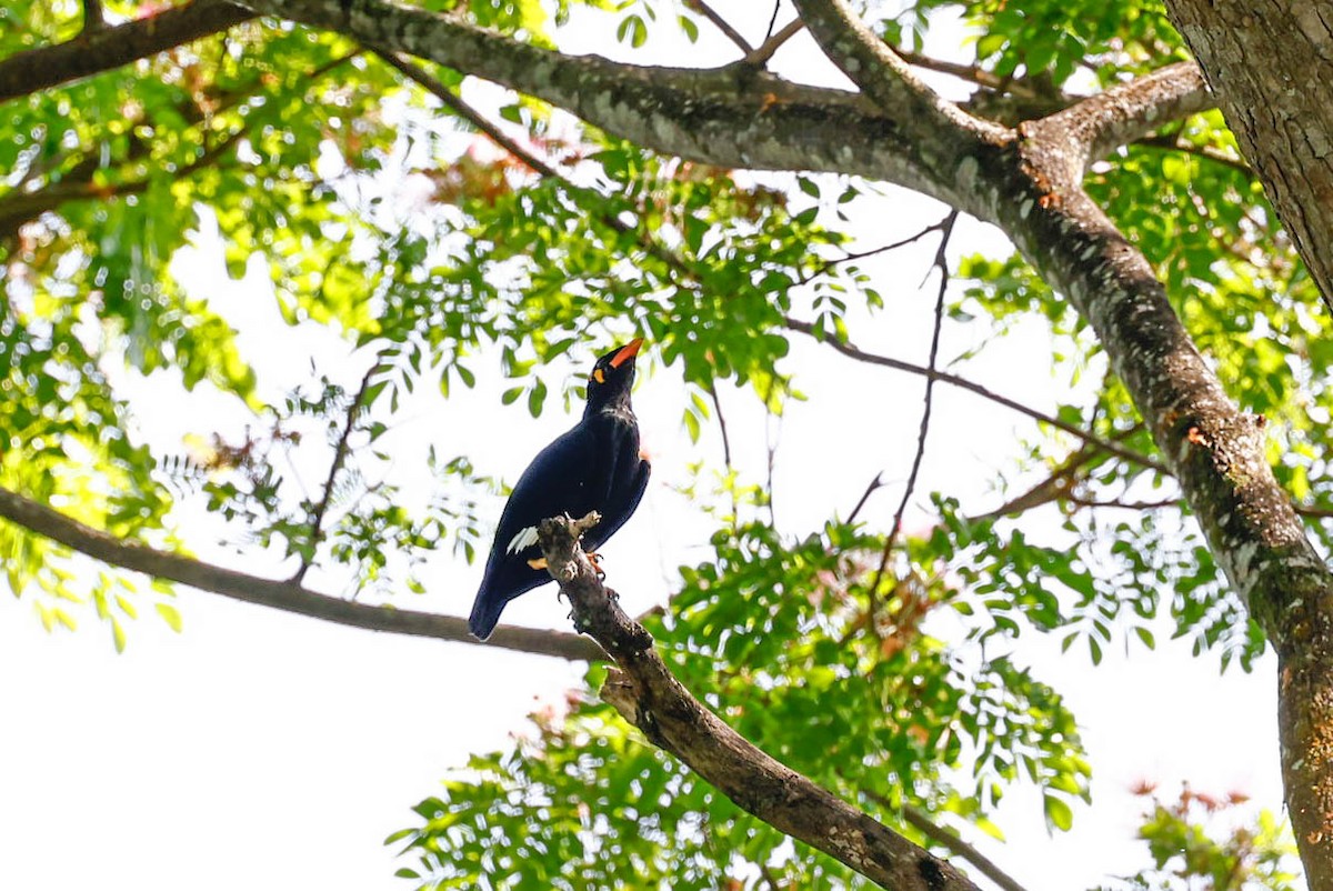 Священная майна - ML647615838