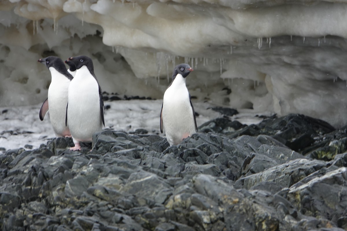 Adelie Penguin - ML647615861