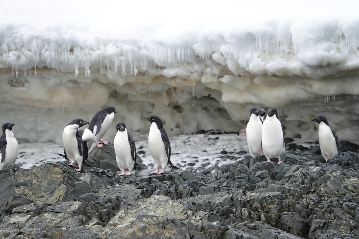 Adelie Penguin - ML647615863