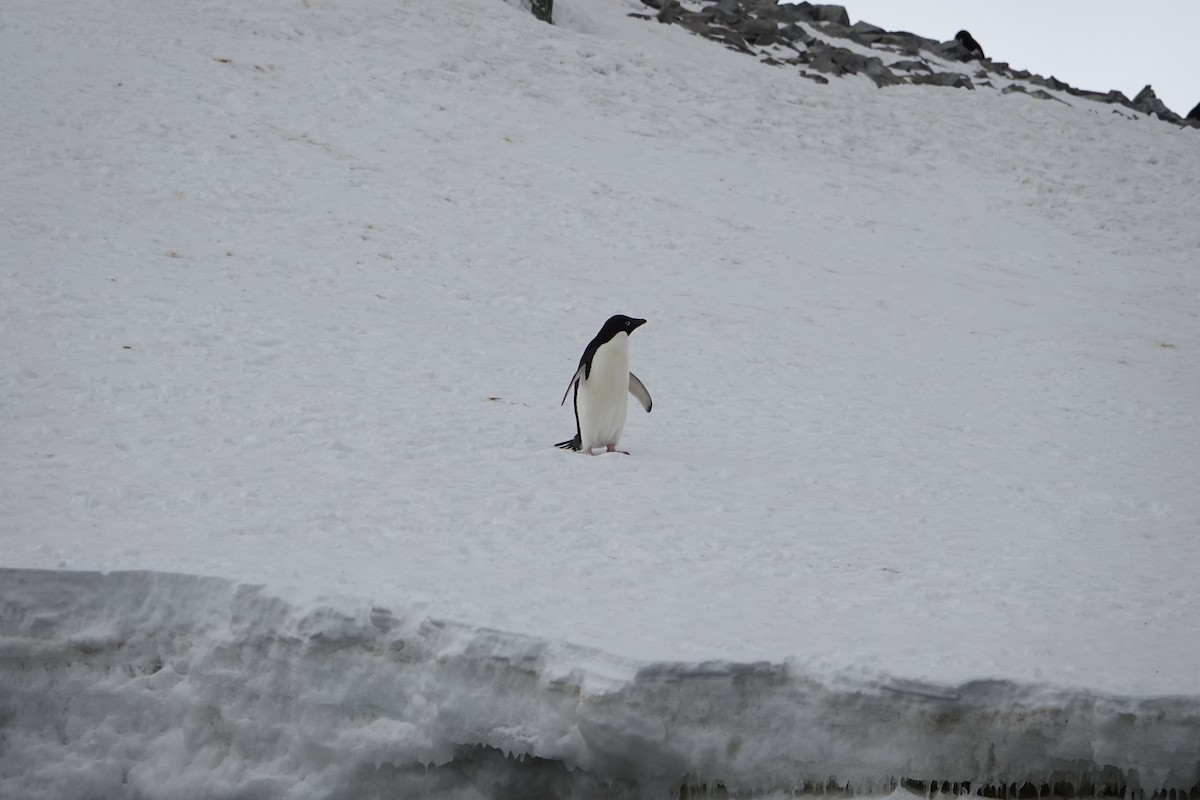 Adelie Penguin - ML647615867