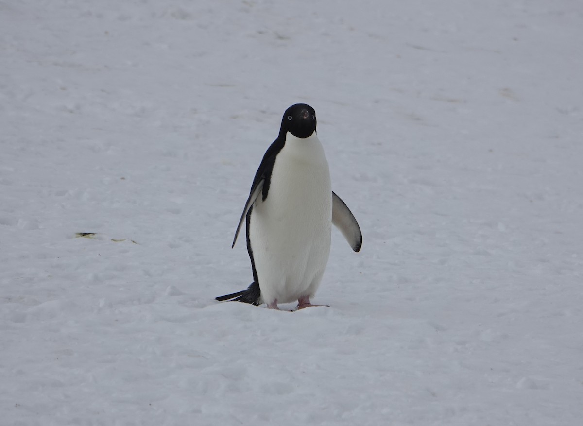 Adelie Penguin - ML647615872