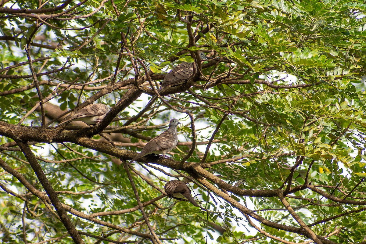 Zebra Dove - ML647615874