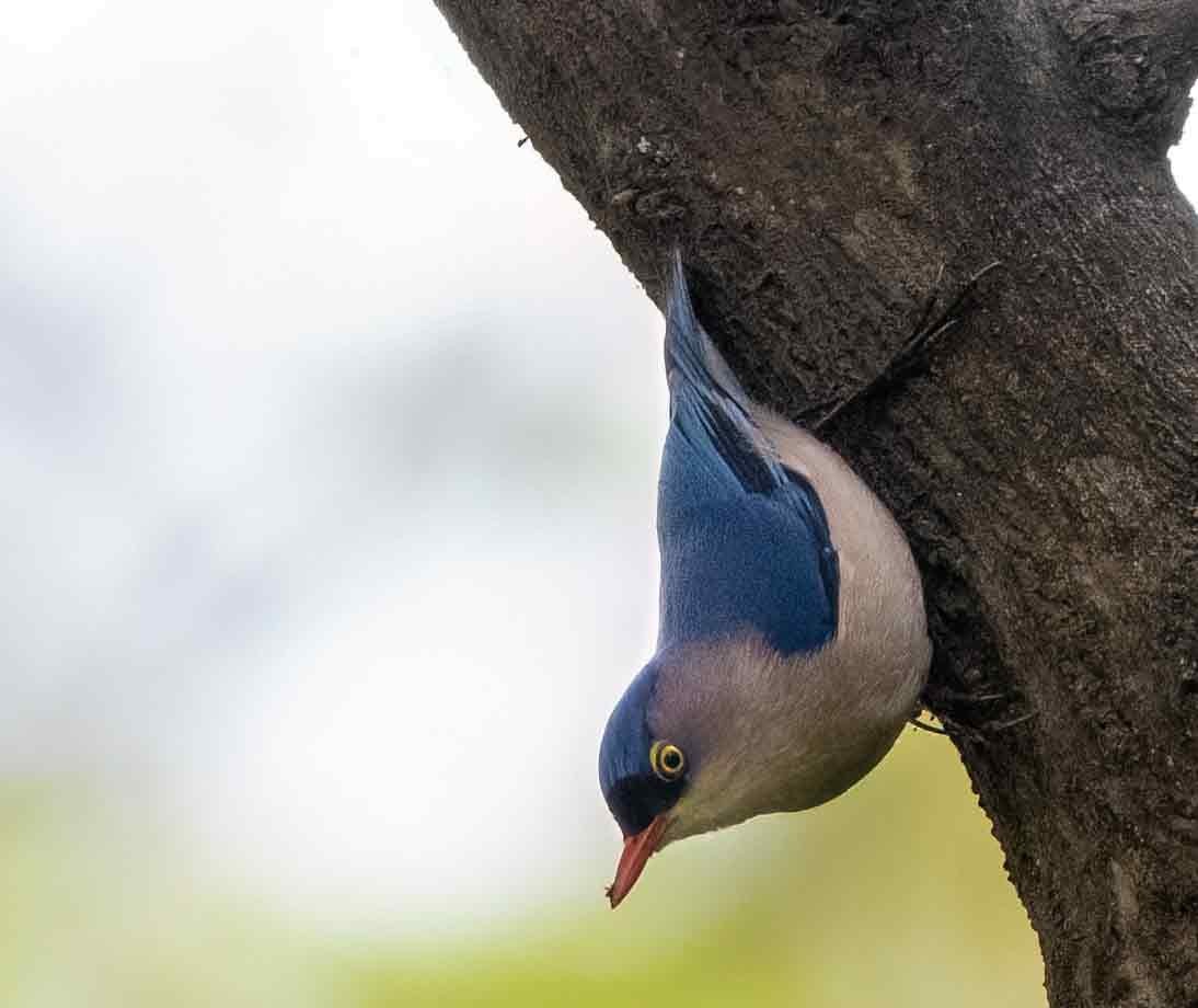 Velvet-fronted Nuthatch - ML647615882