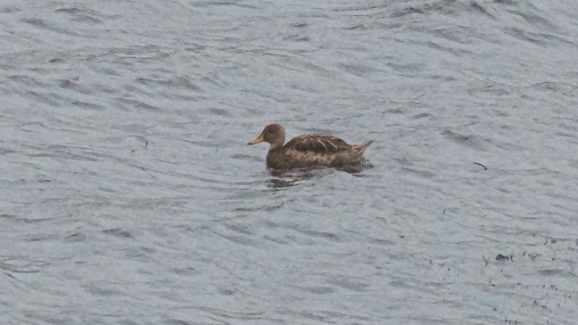 Yellow-billed Pintail - ML647615886
