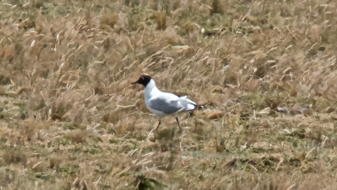Andean Gull - ML647615896