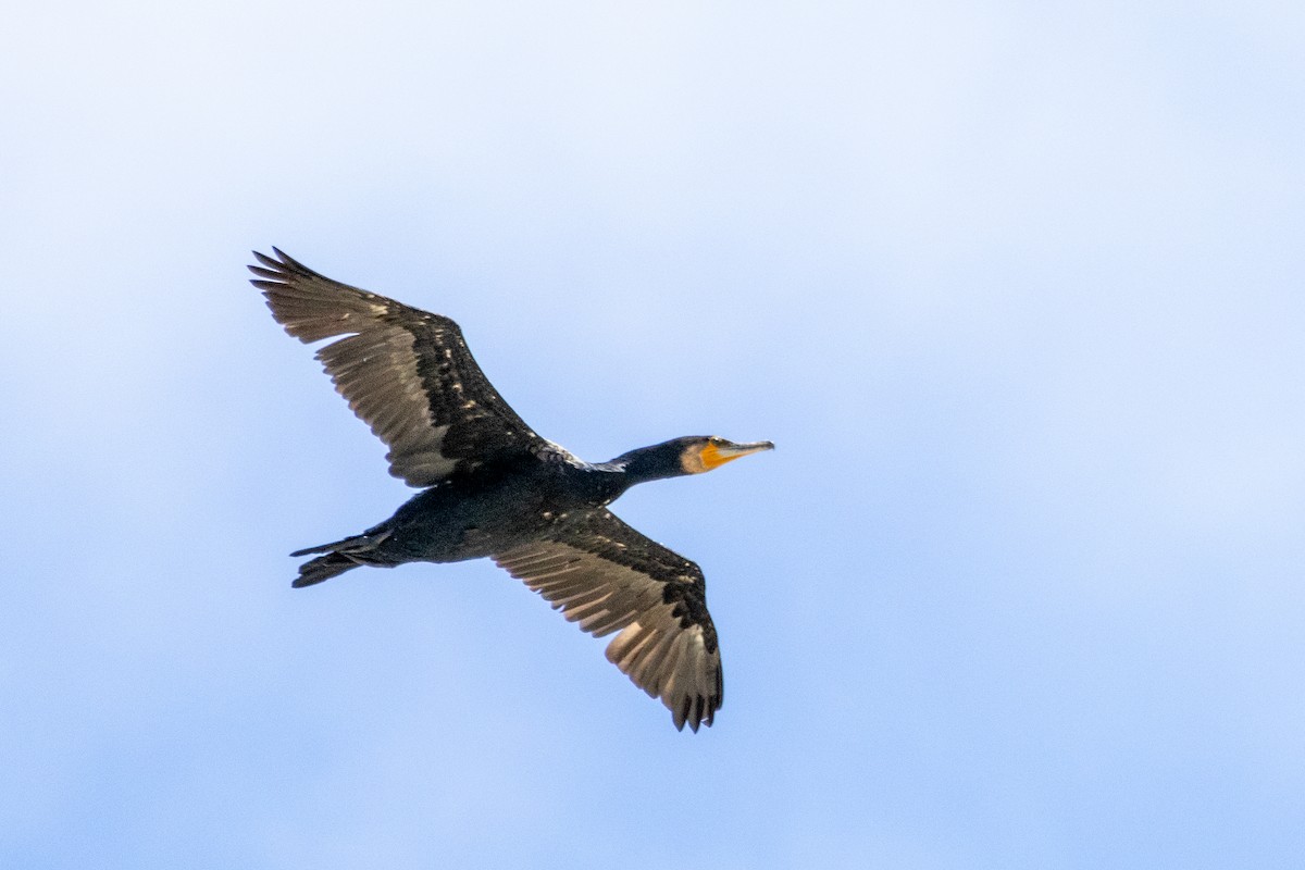 storskarv - ML647615904