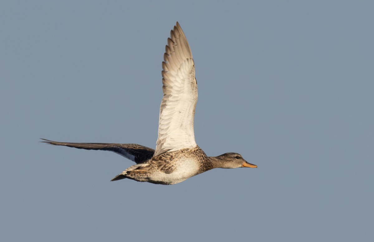 赤膀鴨 - ML647615919