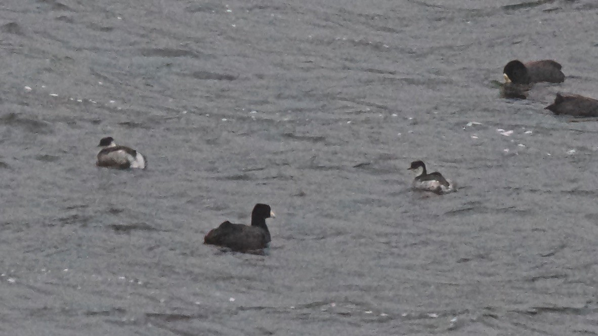 Silvery Grebe - ML647615921