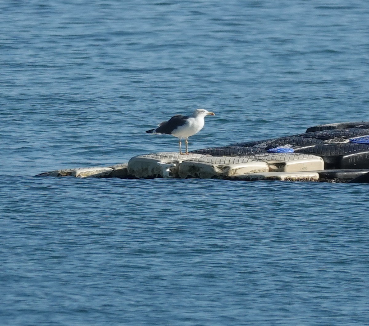 ニシセグロカモメ - ML647615932