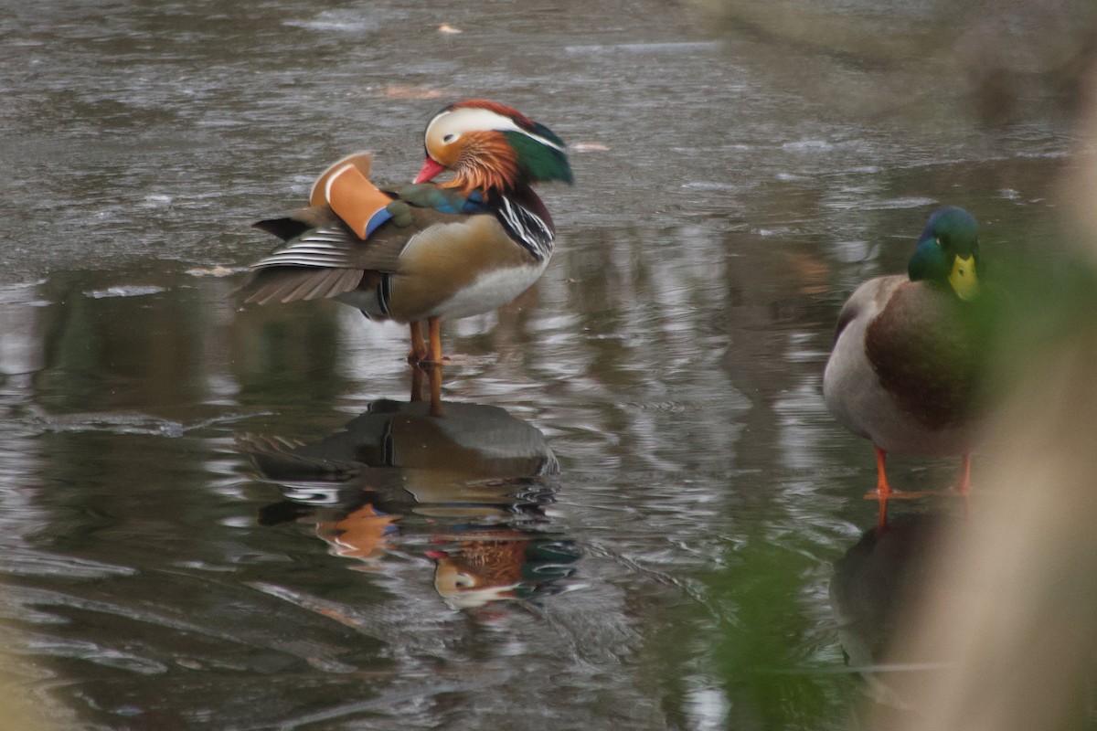 Pato Mandarín - ML647615946