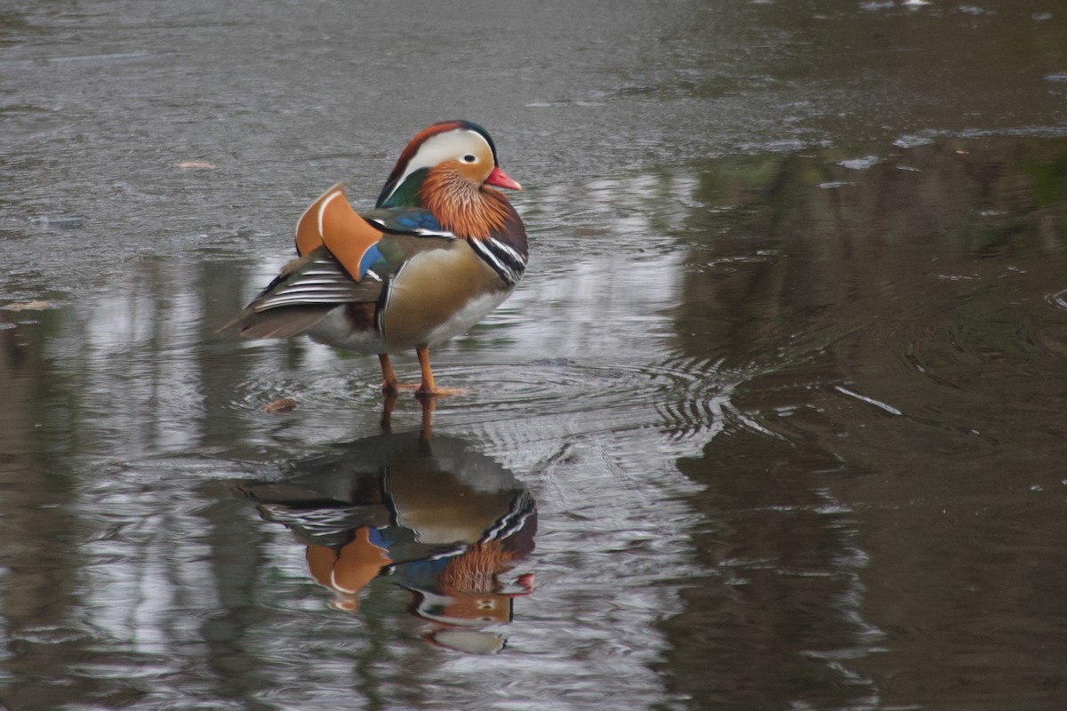 Pato Mandarín - ML647615947