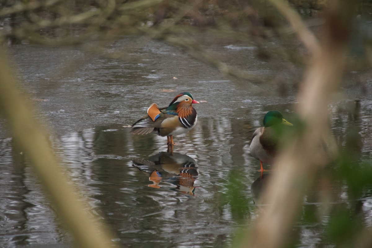 Pato Mandarín - ML647615948