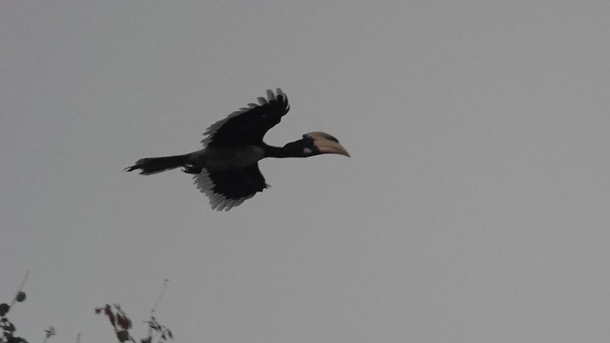 Cálao Coronado - ML647616003