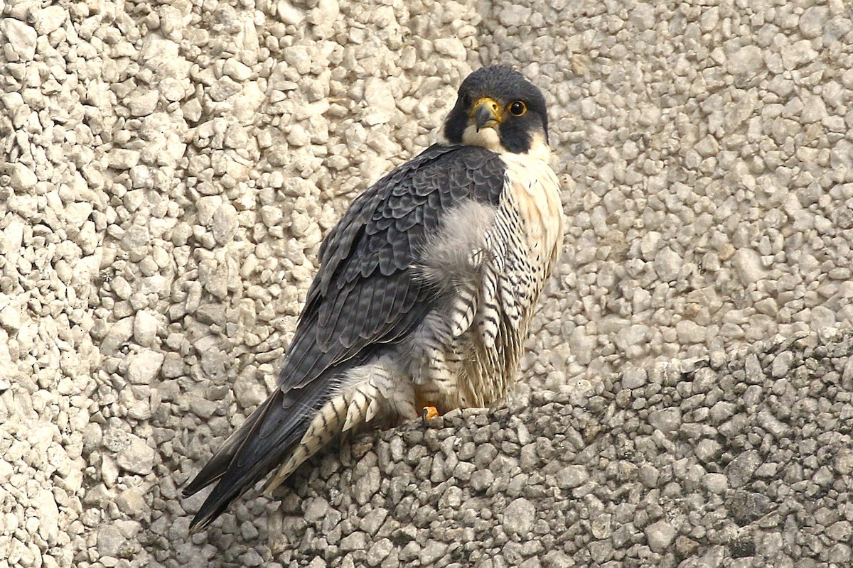 vandrefalk - ML647616008