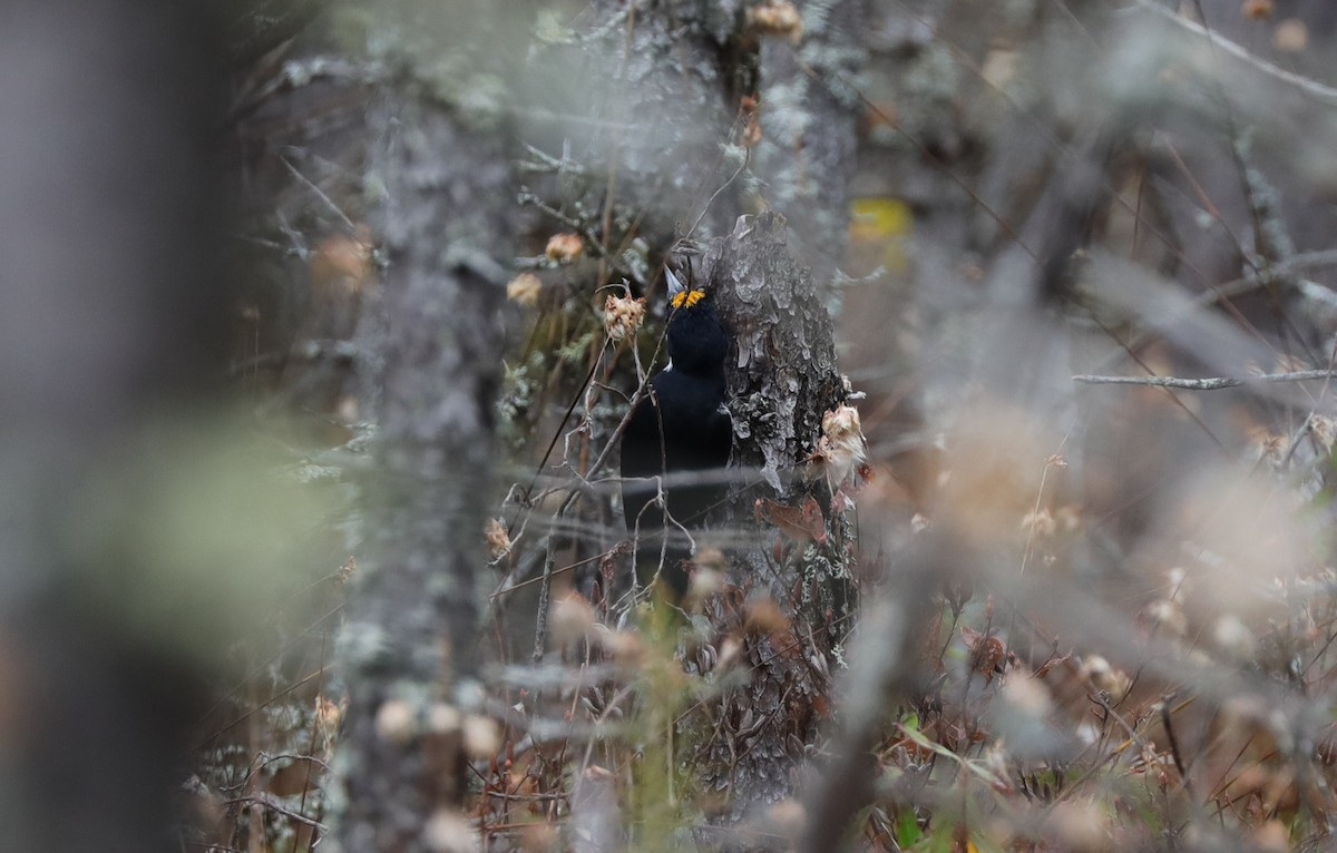 svartryggspett - ML647616035