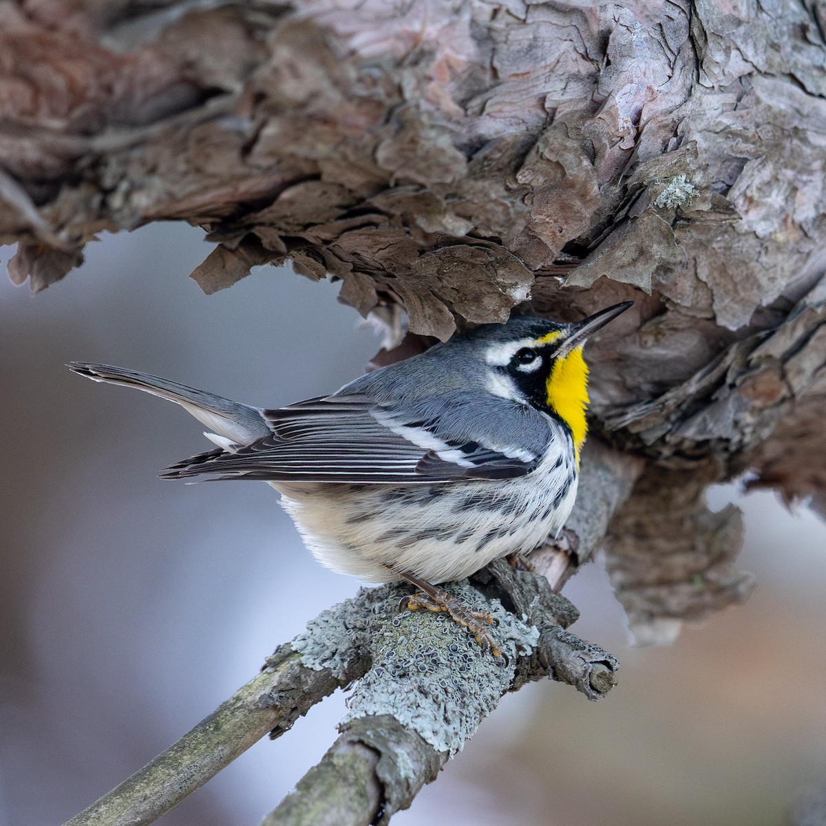 Goldkehl-Waldsänger - ML647616036