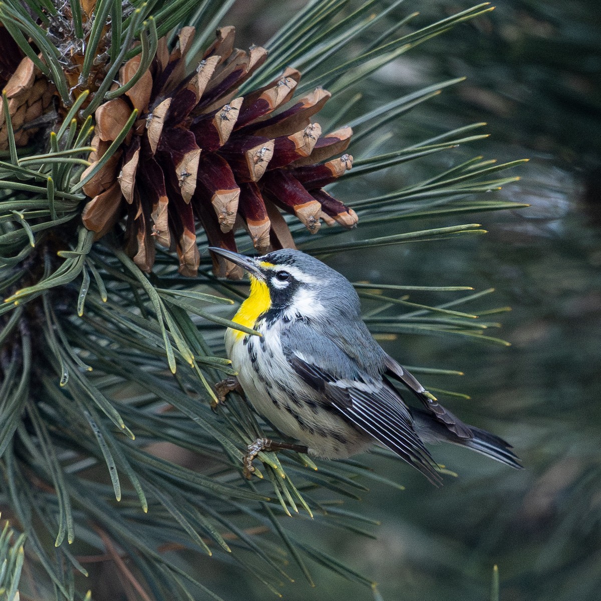 Goldkehl-Waldsänger - ML647616037